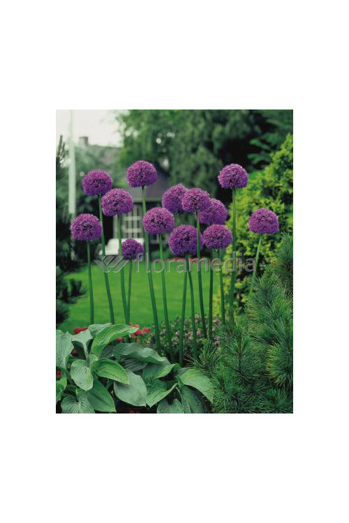 Czosnek 'Gladiator' Allium