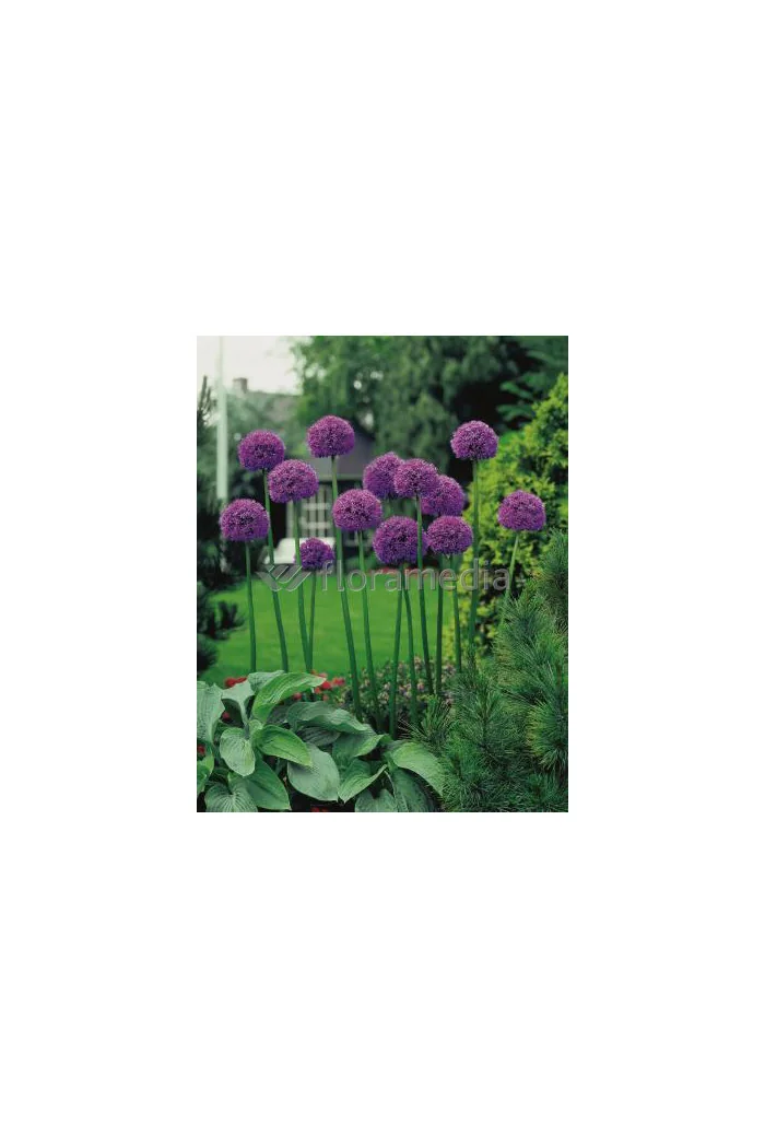 Czosnek 'Gladiator' Allium