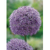 Czosnek 'Gladiator' Allium