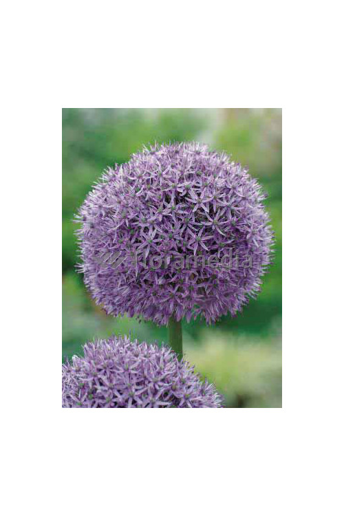 Czosnek 'Gladiator' Allium