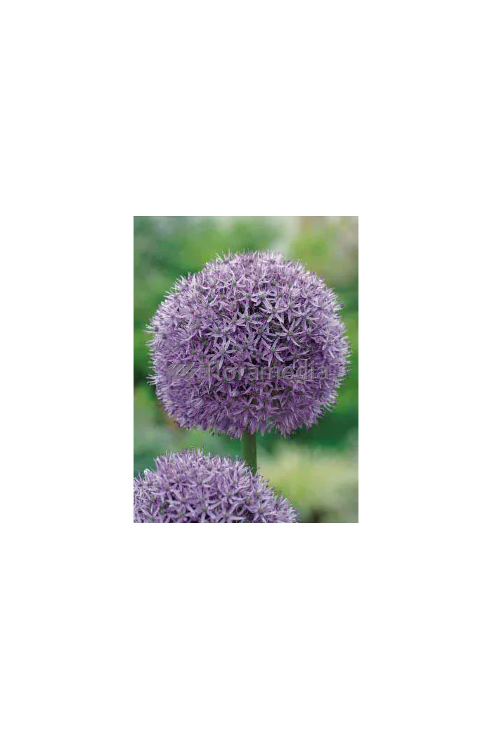 Czosnek 'Gladiator' Allium