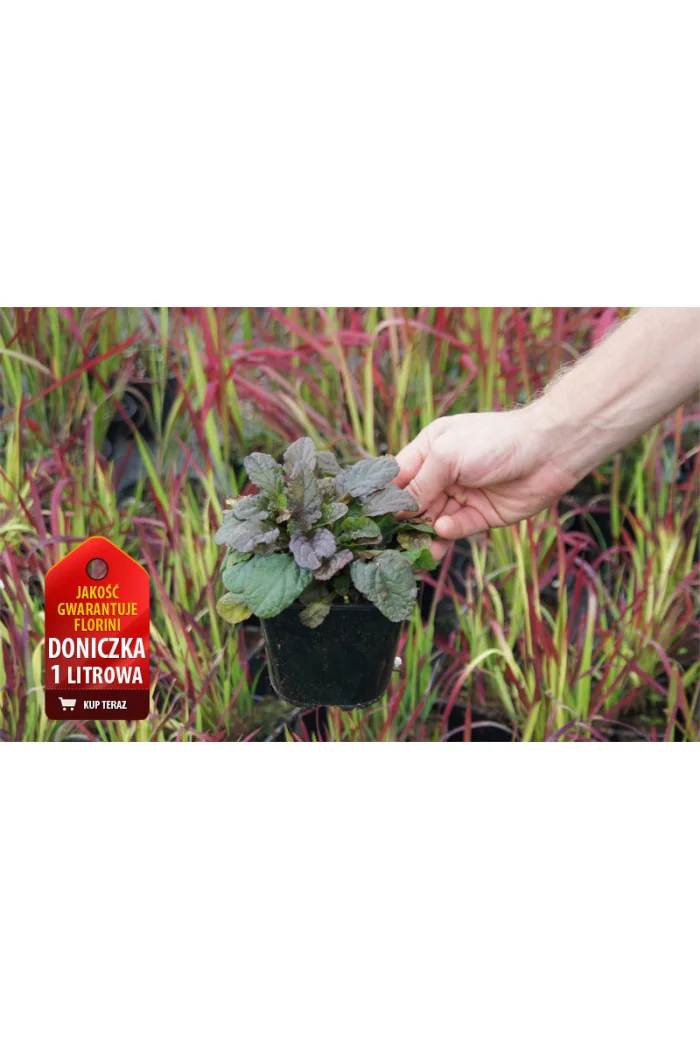 Dąbrówka rozłogowa 'Rainbow' Ajuga reptans