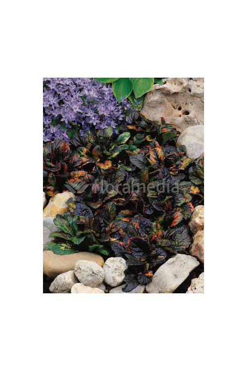 Dąbrówka rozłogowa 'Rainbow' Ajuga reptans