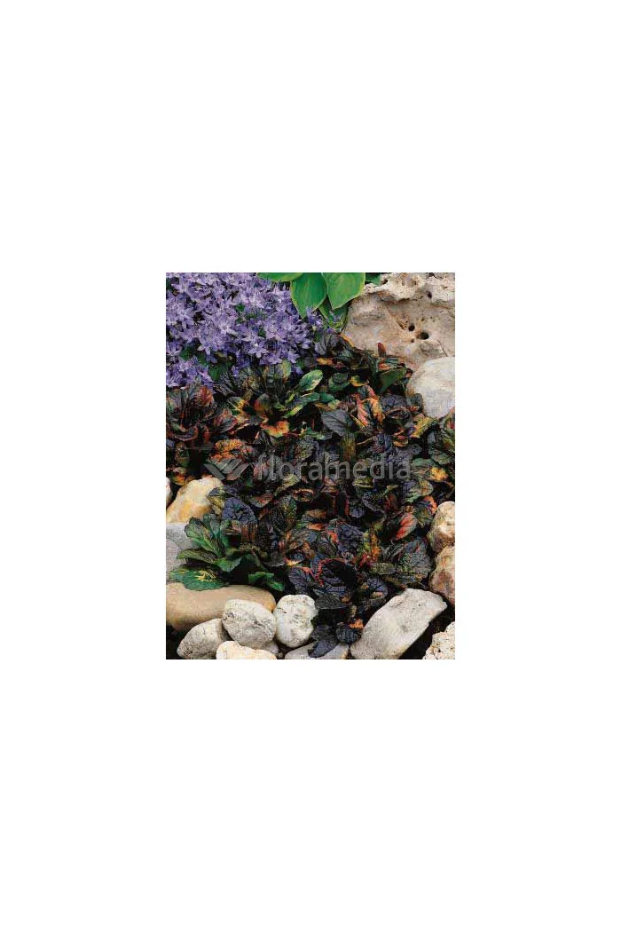 Dąbrówka rozłogowa 'Rainbow' Ajuga reptans