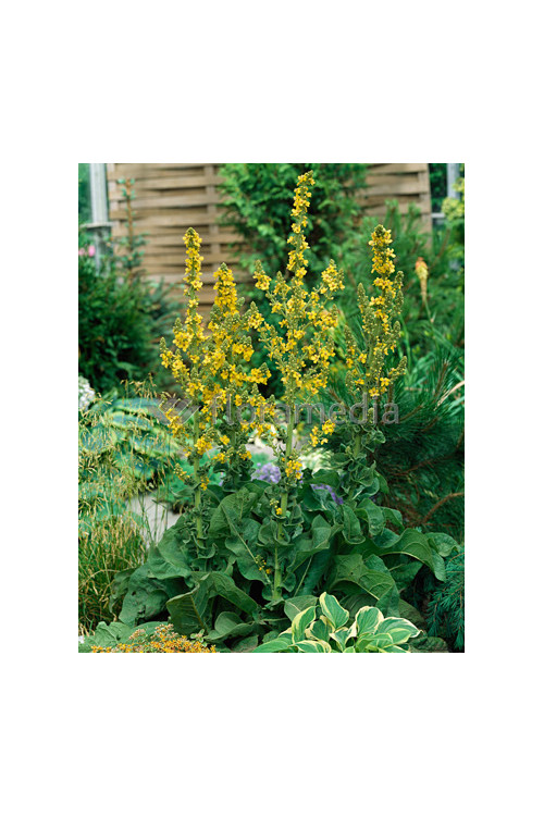 Dziewanna olimpijska Verbascum olympicum