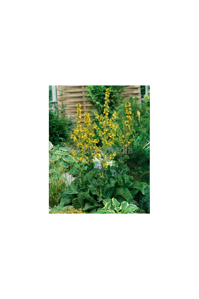 Dziewanna olimpijska Verbascum olympicum