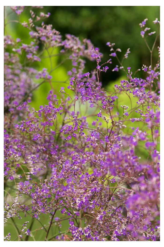 Zatrwian szerokolistny | Limonium latifolium