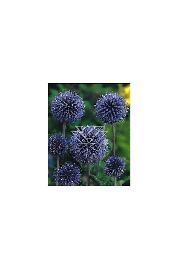 Przegorzan banatyński 'Blue Glow' Echinops bannaticus