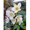 Ciemiernik biały 'White January' Helleborus niger