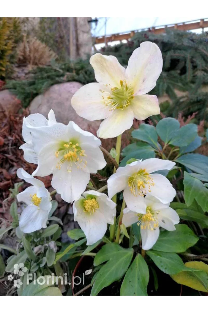 Ciemiernik biały 'White January' Helleborus niger