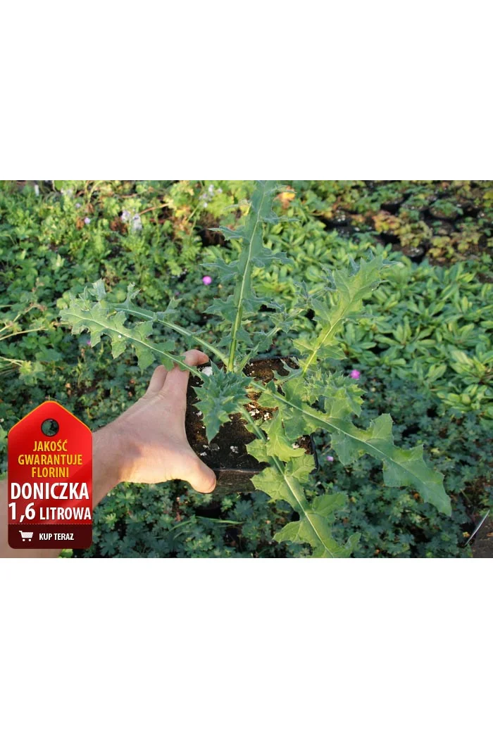 Przegorzan banatyński 'Blue Glow' Echinops bannaticus