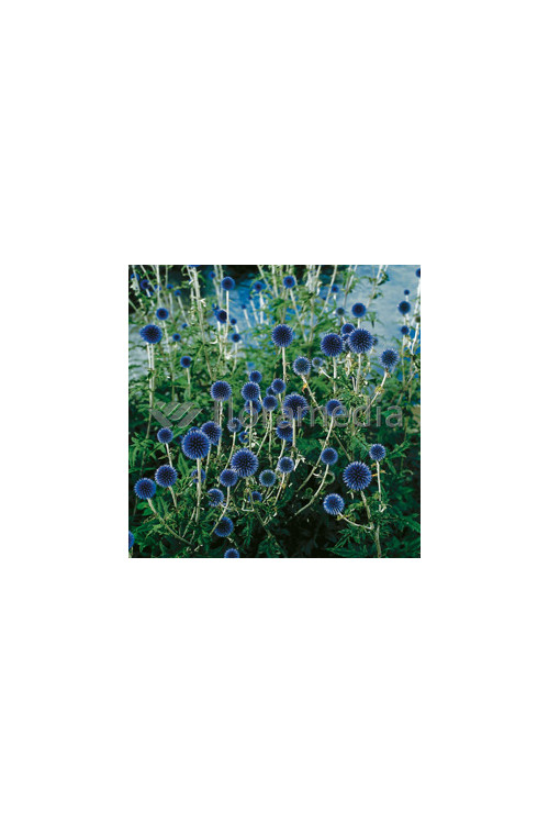 Przegorzan banatyński 'Blue Glow' Echinops bannaticus