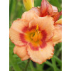 Liliowiec 'Strawberry Candy' | Hemerocallis