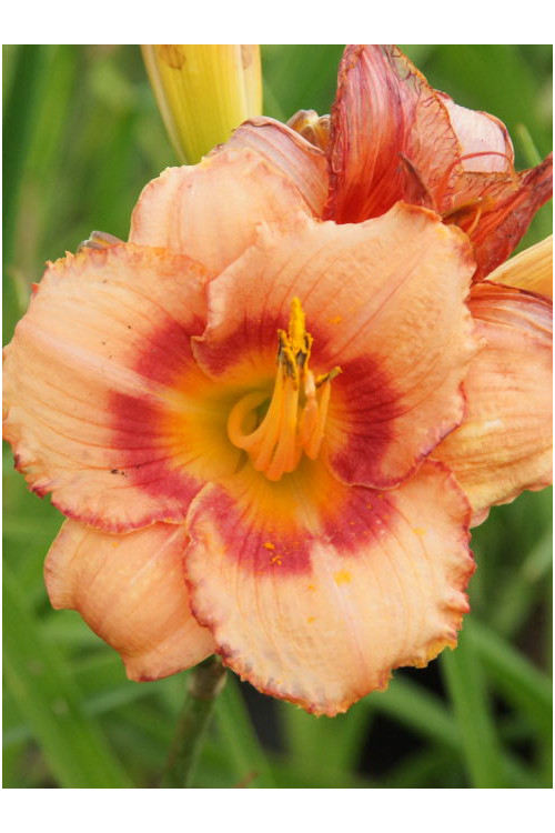 Liliowiec 'Strawberry Candy' | Hemerocallis