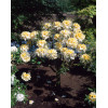Azalia wielkokwiatowa 'Schneegold' | Rhododendron