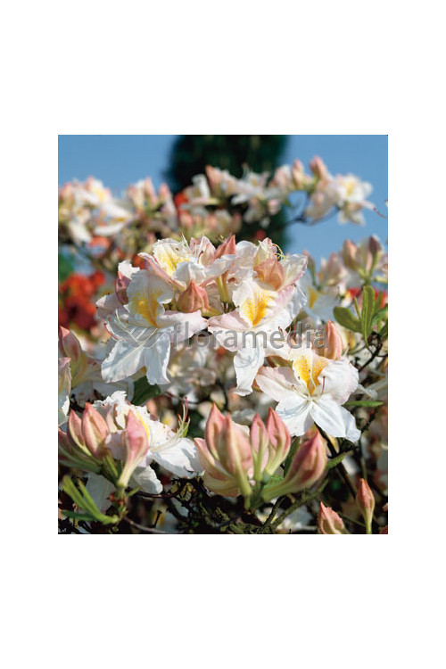 Azalia wielkokwiatowa 'Schneegold' | Rhododendron