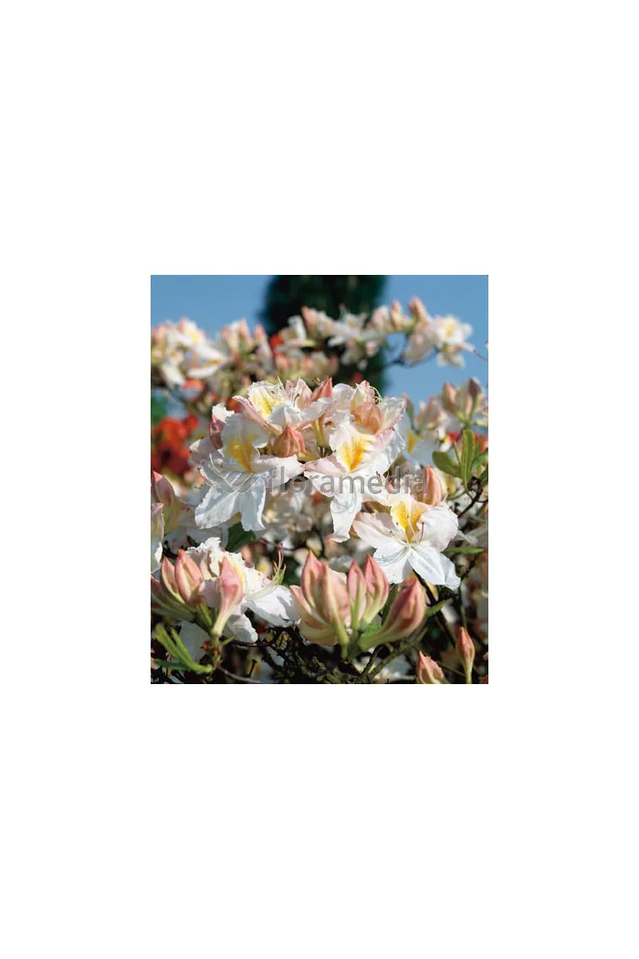 Azalia wielkokwiatowa 'Schneegold' | Rhododendron