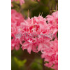 Azalia wielkokwiatowa 'Kilian' | Rhododendron