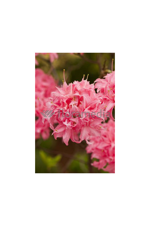 Azalia wielkokwiatowa 'Kilian' | Rhododendron