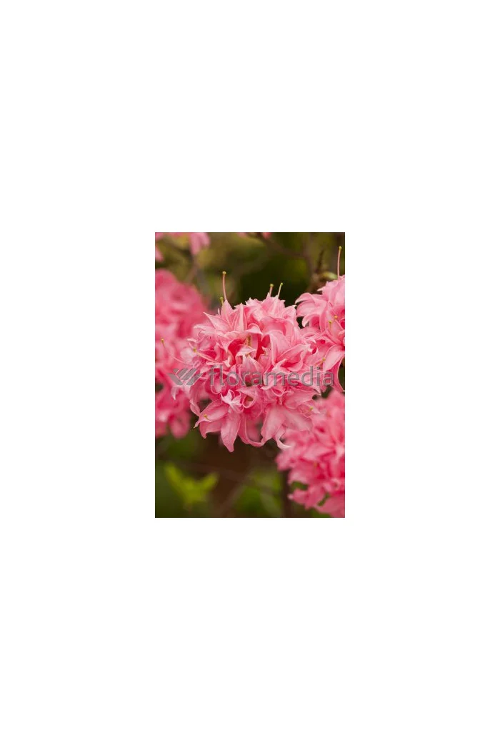 Azalia wielkokwiatowa 'Kilian' | Rhododendron
