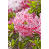 Azalia wielkokwiatowa 'Kilian' | Rhododendron