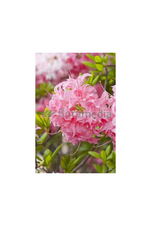 Azalia wielkokwiatowa 'Kilian' | Rhododendron