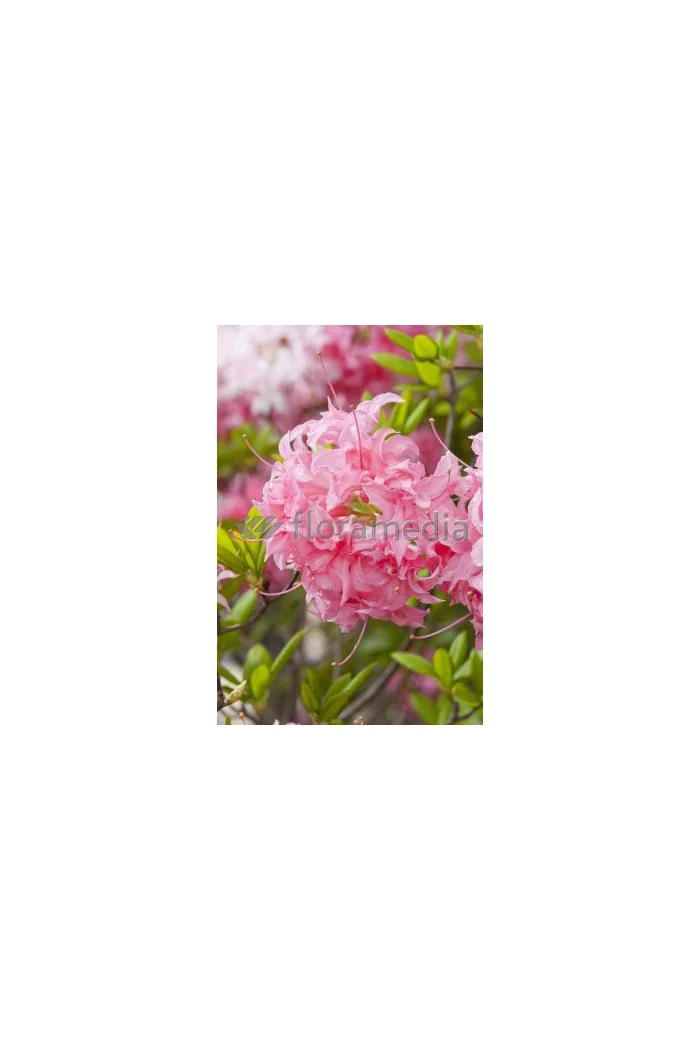 Azalia wielkokwiatowa 'Kilian' | Rhododendron