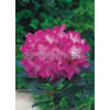 Rododendron 'Blurettia' Rhododendron