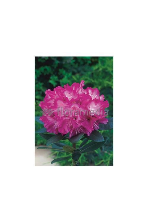 Rododendron 'Blurettia' Rhododendron