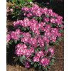 Rododendron 'Blurettia' Rhododendron