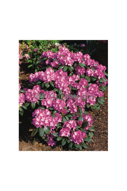 Rododendron 'Blurettia' Rhododendron