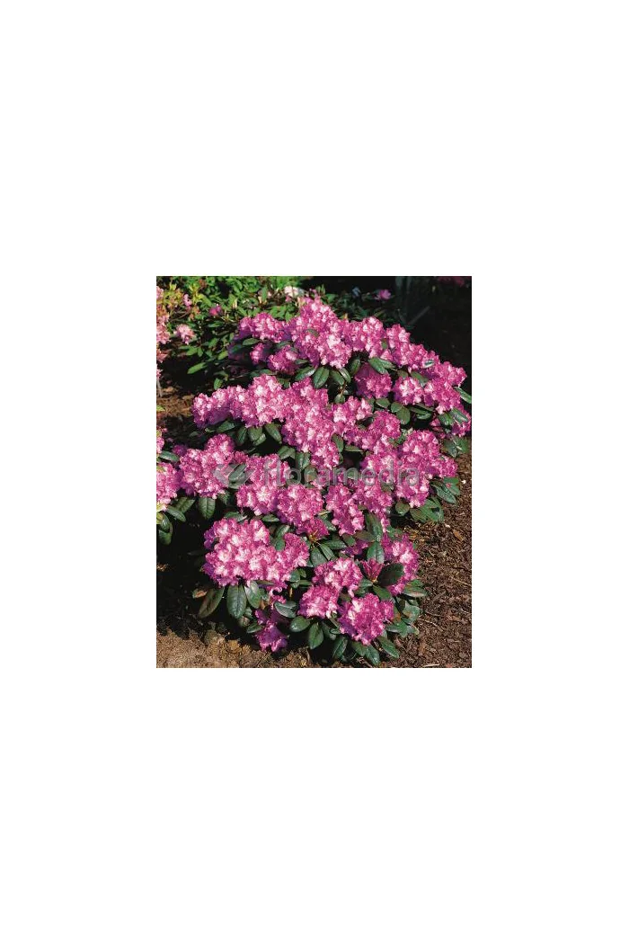 Rododendron 'Blurettia' Rhododendron