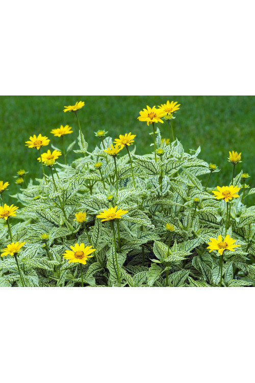Słoneczniczek szorstki 'Loraine Sunshine' Heliopsis helianthoides