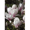 Magnolia pośrednia 'Alba Superba' Magnolia soulangeana