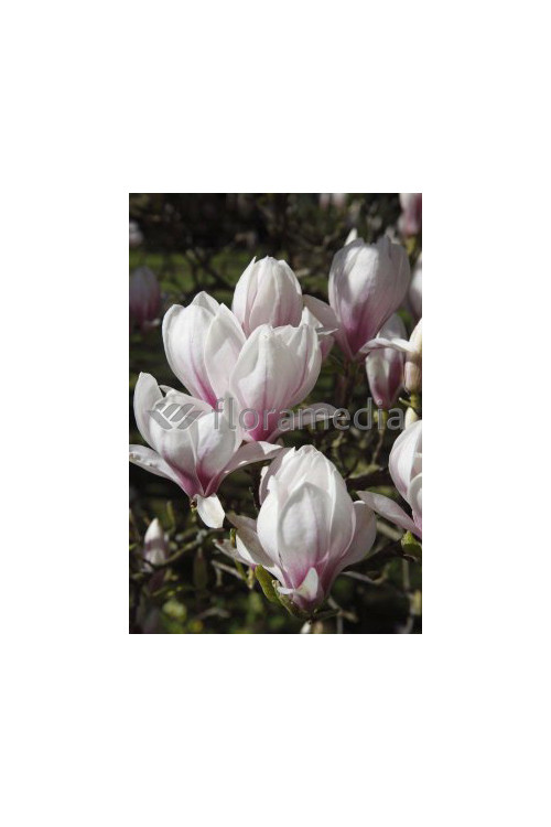 Magnolia pośrednia 'Alba Superba' Magnolia soulangeana