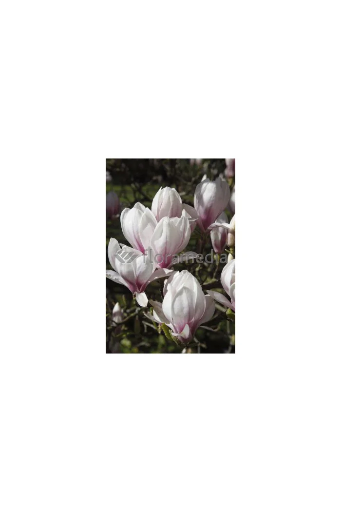 Magnolia pośrednia 'Alba Superba' Magnolia soulangeana