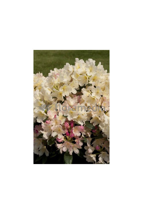 Różanecznik 'Percy Wiseman' | Rhododendron