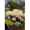 Różanecznik 'Percy Wiseman' | Rhododendron