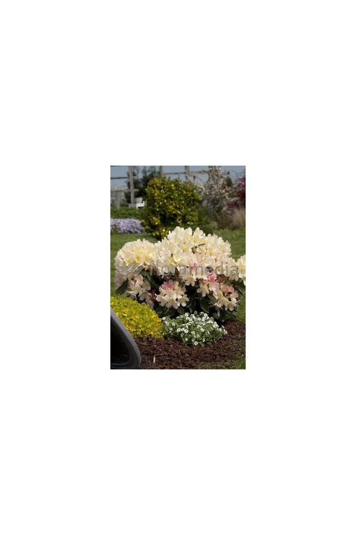 Różanecznik 'Percy Wiseman' | Rhododendron