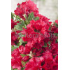 Rododendron 'Andantino' Rhododendron