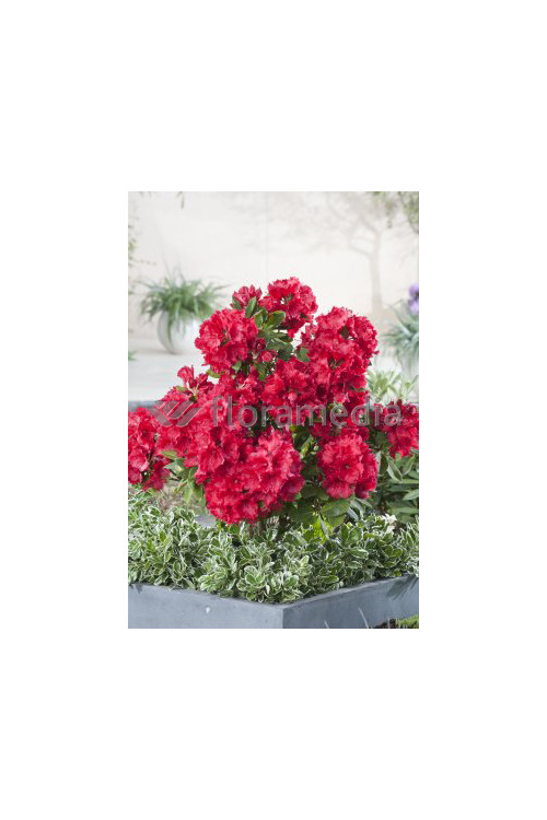 Rododendron 'Andantino' Rhododendron