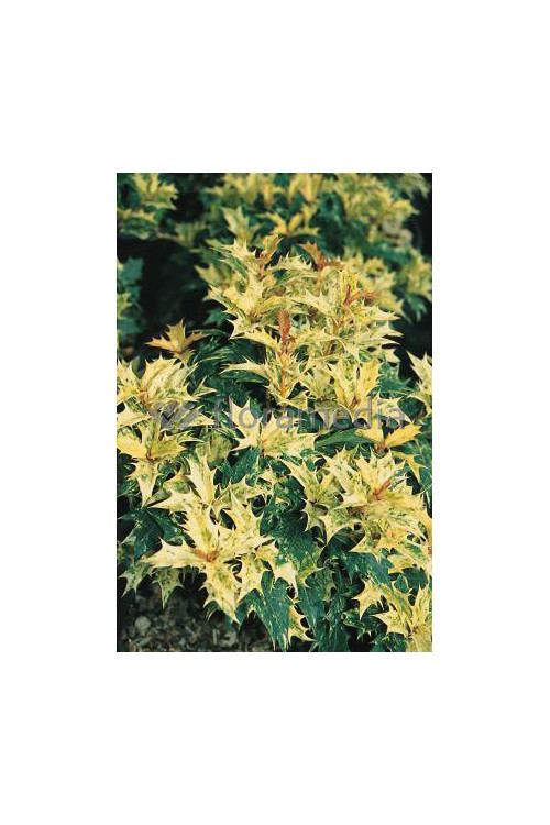 Osmanthus 'Goshiki' Osmanthus heterophyllus