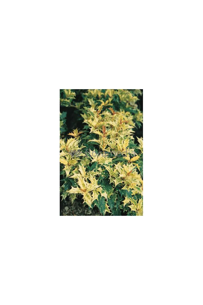 Osmanthus 'Goshiki' Osmanthus heterophyllus
