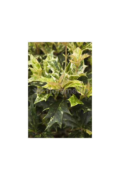 Osmanthus 'Goshiki' Osmanthus heterophyllus