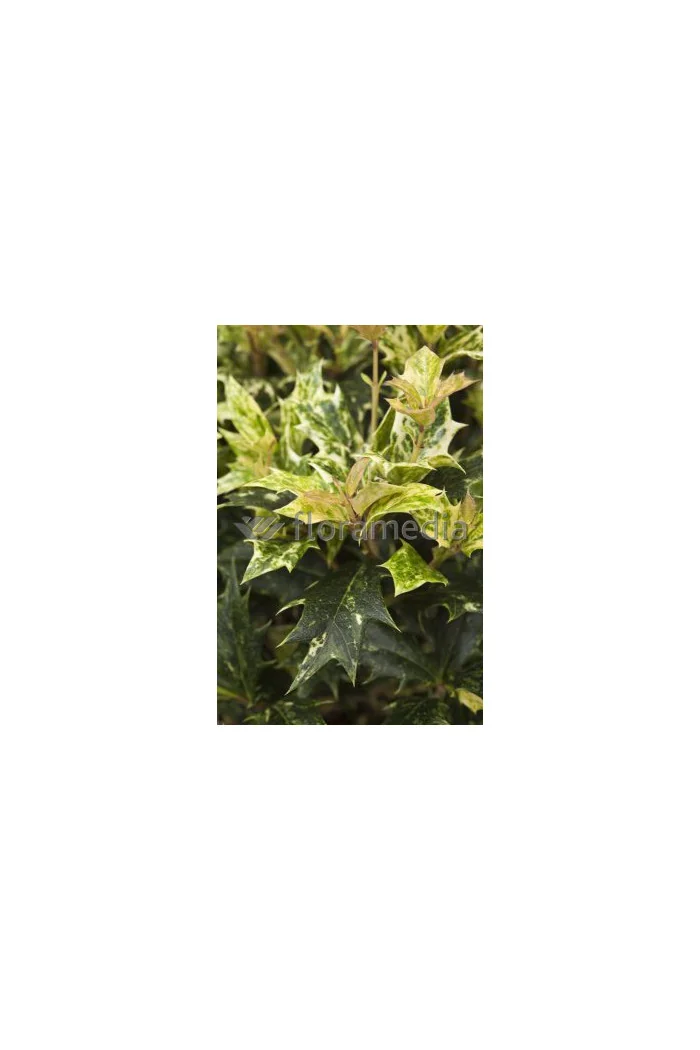 Osmanthus 'Goshiki' Osmanthus heterophyllus