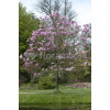 Magnolia 'Galaxy' Magnolia