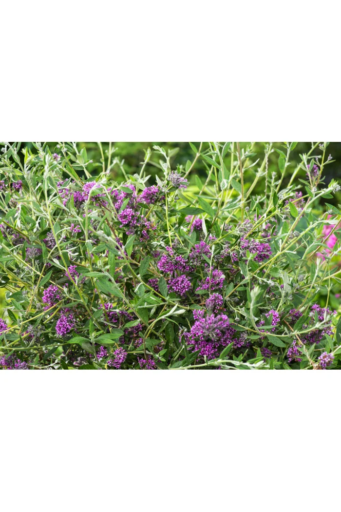 Budleja skrętolistna 'Unique' Buddleja alternifolia