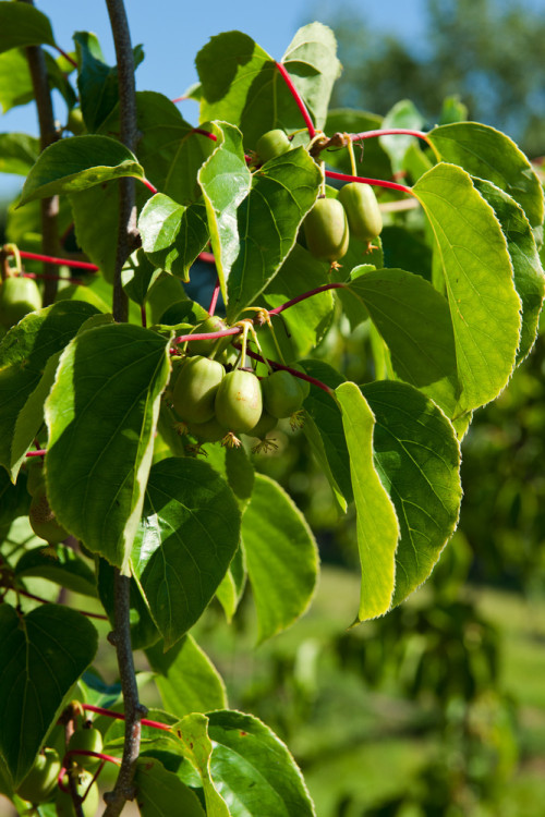 Aktinidia (kiwi) ostrolistna 'Issai' | Actinidia arguta