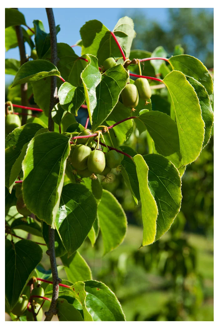 Aktinidia (kiwi) ostrolistna 'Issai' | Actinidia arguta