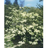 Kalina japońska 'Grandiflorum' Viburnum plicatum